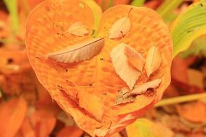 cerrar detalle de hojas amarillas de otoño en el parque foto