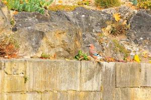 Garrulus glandarius. Bird in autumn colors. The wild nature of the Germany. Beautiful and colorful autumn. photo