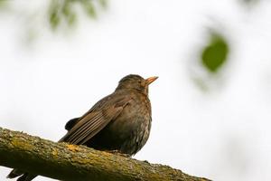 a common blackbird sitting on a tree branch photo