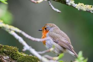 robin bird sitting on tree branches in the park photo