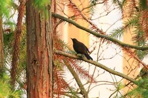 un mirlo común, turdus merula, sentado en una rama de árbol foto