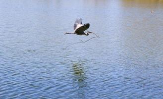 primer plano de una garza gris volando sobre el agua y sosteniendo una rama seca en su pico foto