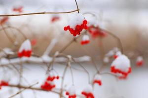 bayas rojas y naranjas en un árbol en invierno foto
