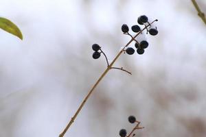 bayas negras silvestres en un árbol en invierno foto