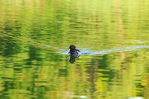 wild ducks on the lake near danube river in Germany photo