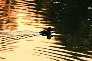 el ganso salvaje flota en el lago de la tarde mientras la luz dorada se refleja en la hermosa superficie del agua. foto