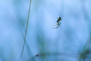 spider silhouette in the grass on blue background photo