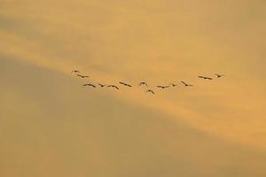 birds flying into sunset sky photo