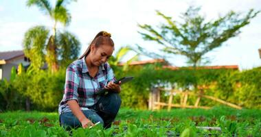 Handheld-Schuss, junge weibliche landwirtschaftliche Kleidung, kariertes Hemd und Schürze verwenden digitalen Stift und Tablet, während sie Pflanzen auf einem Bio-Bauernhof überprüfen, intelligenter Landwirt mit Technologie-Gerätekonzept video