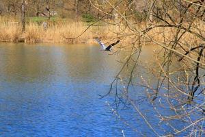 Closeup of a gray heron flying above the water and holding a dry branch in its beak photo