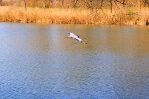 Closeup of a gray heron flying above the water and holding a dry branch in its beak photo