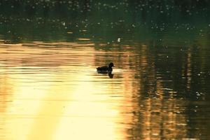 The wild goose float in the evening lake while the golden light reflected in the beautiful water surface. photo