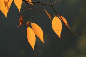 primer plano de las hojas de arce durante el otoño foto