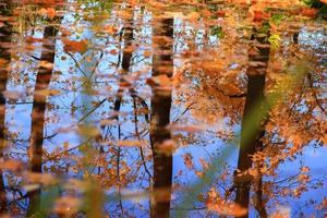 hoja de arce de otoño de octubre flotando en el agua foto