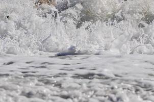 sea foam. splash water photo