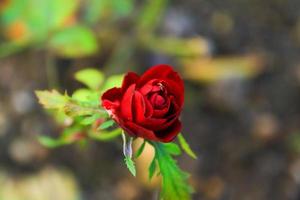 hermosa rosa roja en un jardín en la temporada de otoño foto