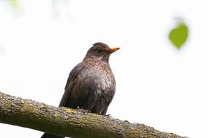 a common blackbird sitting on a tree branch photo