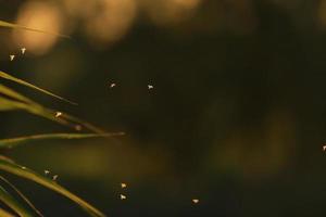 enjambre de mosquitos volando a la luz del atardecer foto