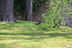 curious Eurasian red squirrel Sciurus vulgaris in the park searching for food on the ground photo