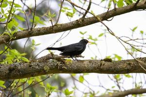 a common blackbird sitting on a tree branch photo