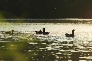 el ganso salvaje flota en el lago de la tarde mientras la luz dorada se refleja en la hermosa superficie del agua. foto