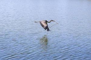 primer plano de una garza gris volando sobre el agua y sosteniendo una rama seca en su pico foto