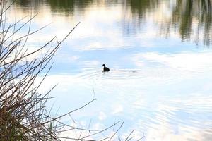 portrait of a coot duck Fulica atra bird swimming on Danube river photo