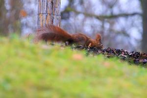 curiosa ardilla roja euroasiática sciurus vulgaris en el parque buscando comida en el suelo foto