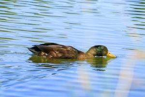 patos salvajes en el lago cerca del río Danubio en Alemania foto