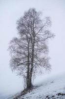 winter landscape in Austrian Alps photo