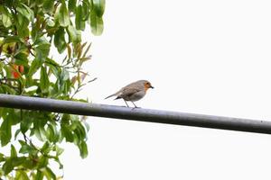 robin bird sitting on a meatal bar in the park photo