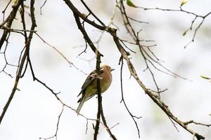 Common chaffinch sits on a tree. Beautiful songbird Common chaffinch in wildlife. The common chaffinch or simply the chaffinch, latin name Fringilla coelebs. photo