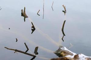 las ramas de los árboles sobresalen de debajo del agua en invierno foto