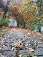 Autumn landscape near the Danube river, Regensburg city, Europe. Walking trough the forest on a foggy day. photo