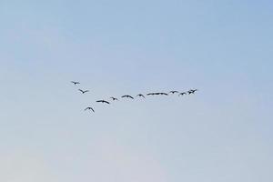 birds flying into sunset sky photo