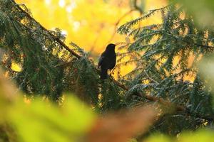 mirlo común mirlo euroasiático en una rama de árbol foto