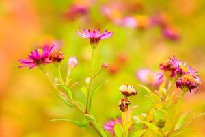 purple flowers in autumn time photo