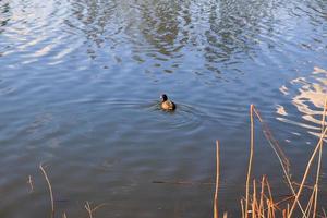 portrait of a coot duck bird swimming on Danube river photo