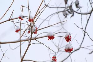 bayas rojas y naranjas en un árbol en invierno foto