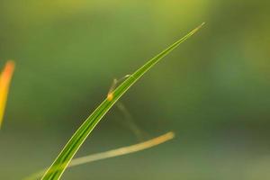 grass and leaves silhouette at sunset near the river photo