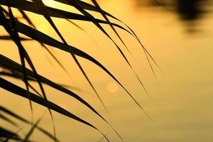 grass and leaves silhouette at sunset near the river photo