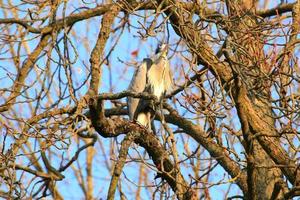 Closeup shot of a Gray Heron sitting on tree branches photo