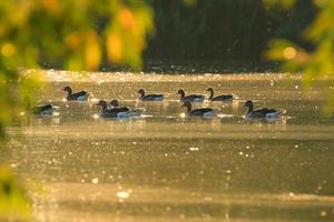 The wild goose float in the evening lake while the golden light reflected in the beautiful water surface. photo