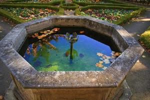 October Atumn Maple Leaf floating on water photo