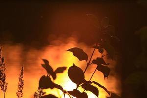 grass and leaves silhouette at sunset near the river photo