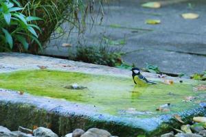 A robin having a bath in a public pool in the park photo