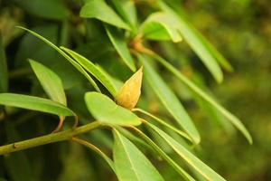 capullo de flor amarilla cerca de la vegetación verde foto