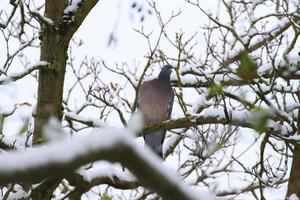 The common wood pigeon, Columba palumbus, is a large species in the dove and pigeon family. Bird with gray plumage sitting on the branches in winter season photo