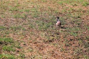 garrulus glandarius. pájaro en colores otoñales. la naturaleza salvaje de la alemania. hermoso y colorido otoño. foto