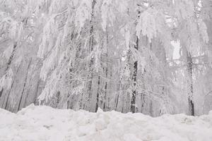 paisaje de bosque de montaña en un día de invierno brumoso foto